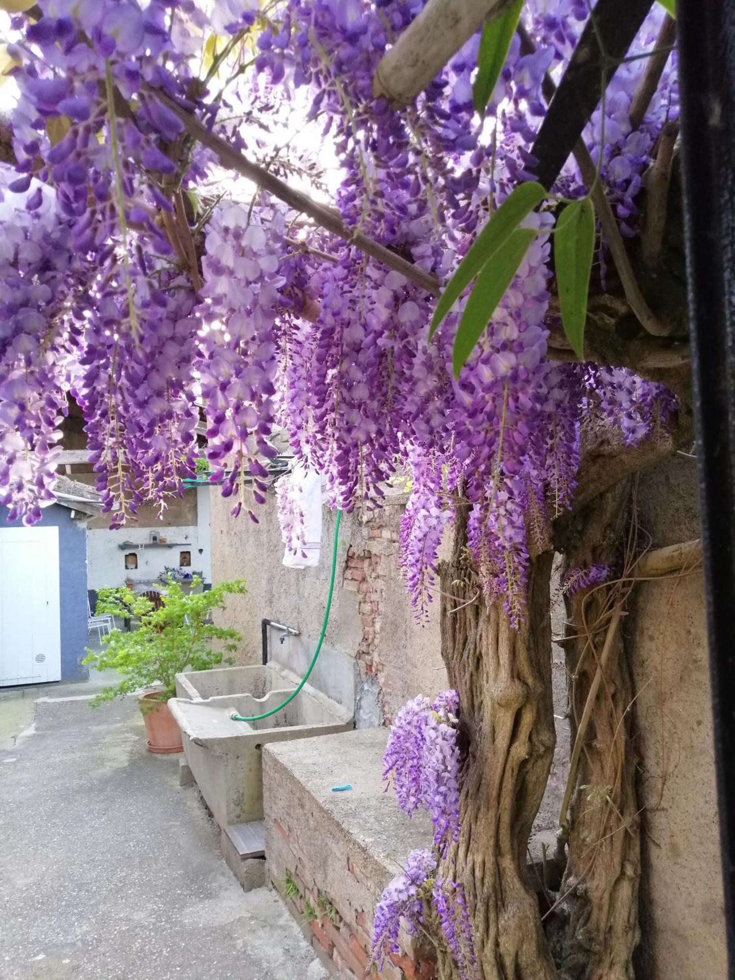 B&B La Maison De Julia Αλμπί Εξωτερικό φωτογραφία
